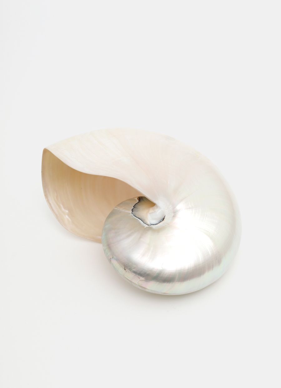 Nautilus Pompilius Shell